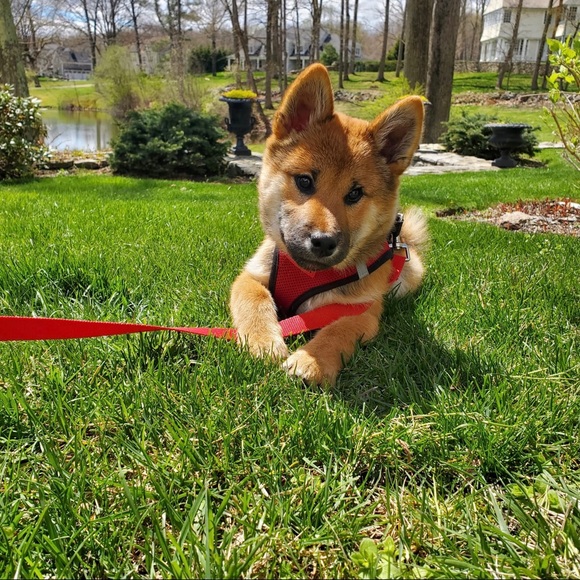 Meet your 💕POSH AMBASSADOR 💕 - Picture 8 of 9